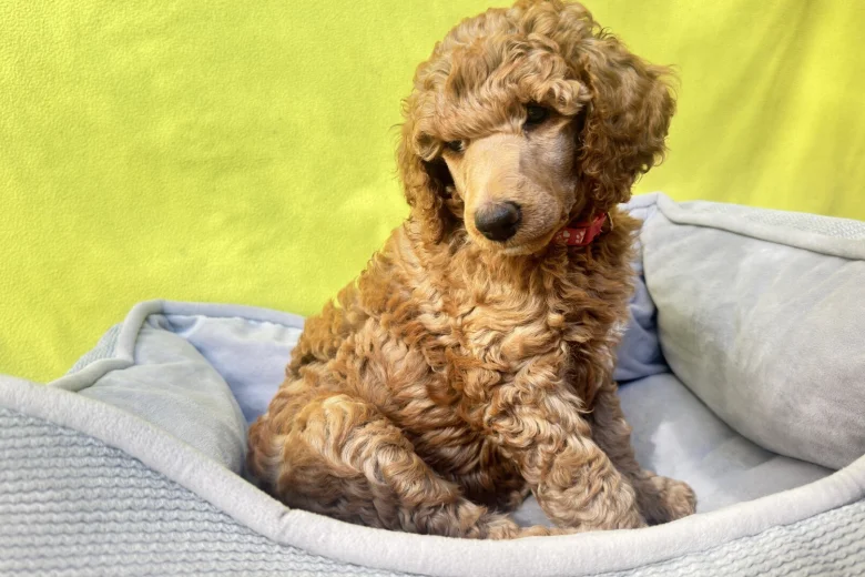 Poodle