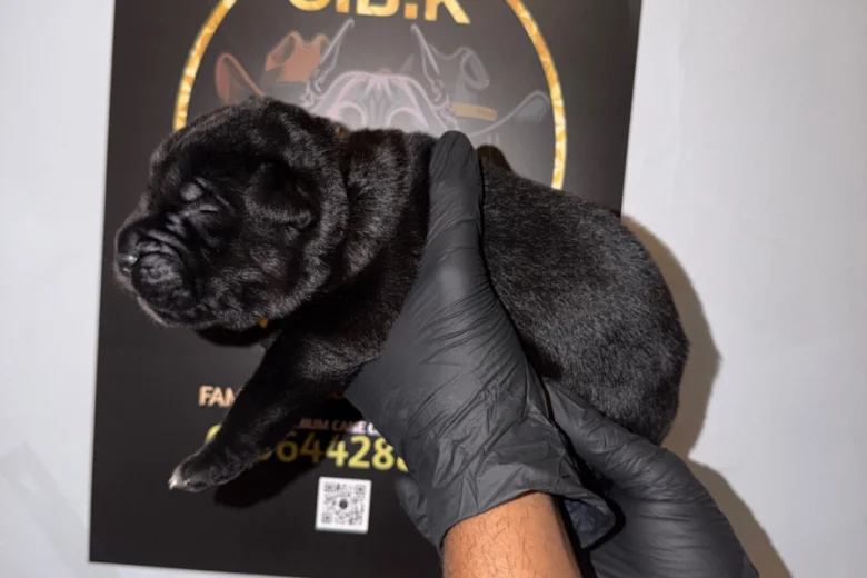 Cane Corso
