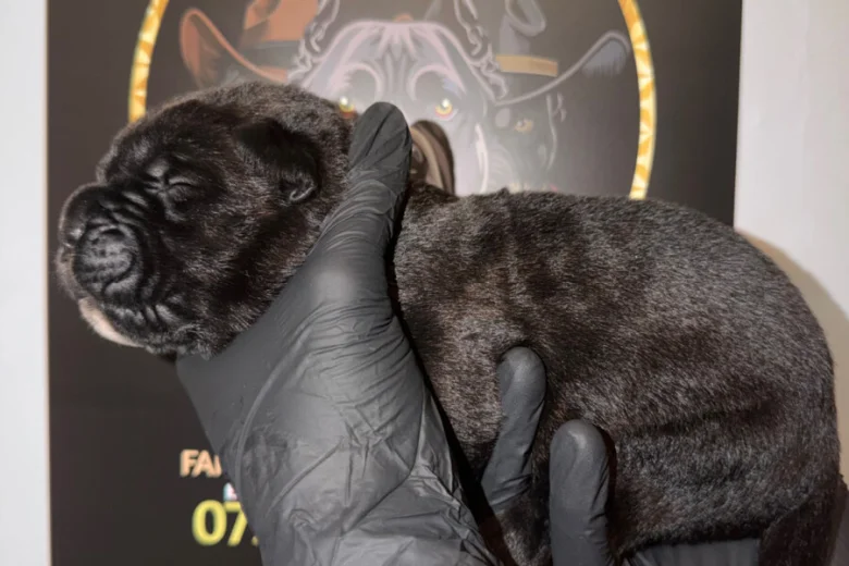 Cane Corso