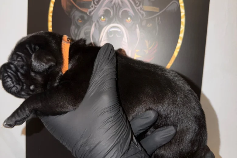 Cane Corso
