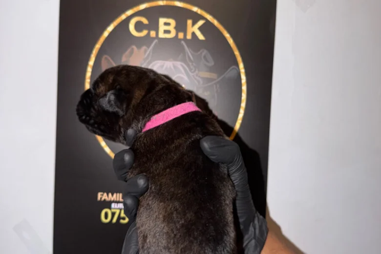 Cane Corso