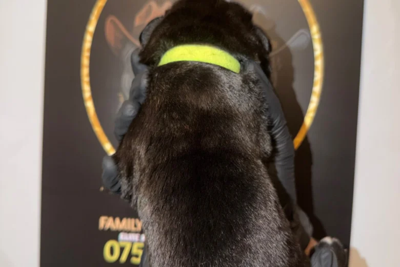 Cane Corso