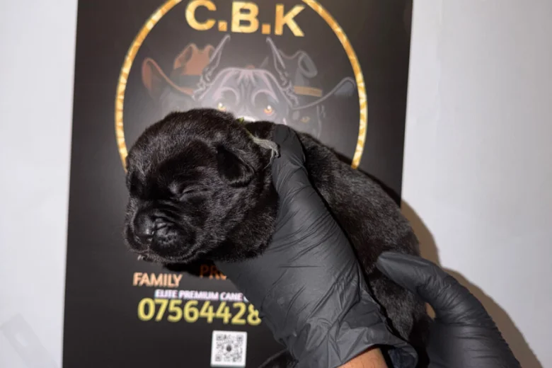 Cane Corso