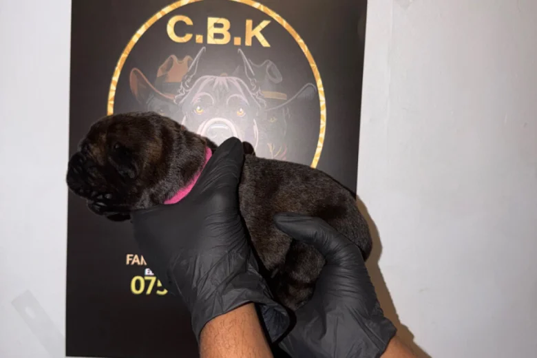 Cane Corso