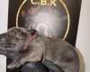 Cane Corso