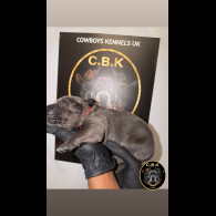 Cane Corso
