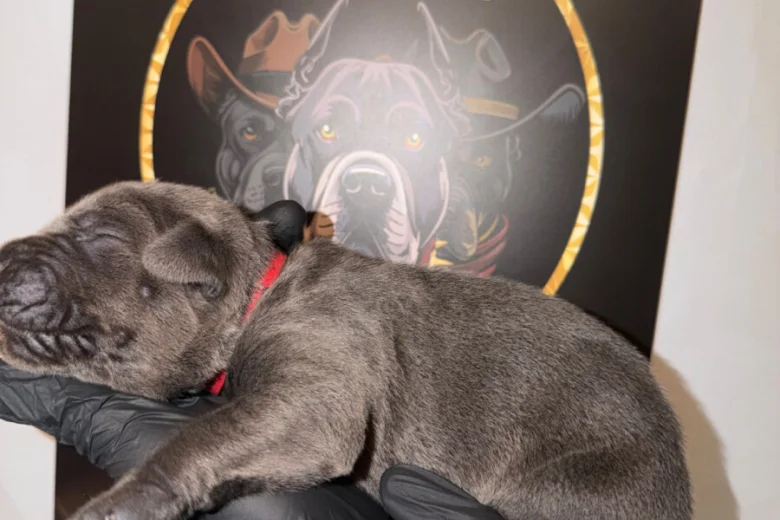 Cane Corso