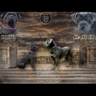 Cane Corso