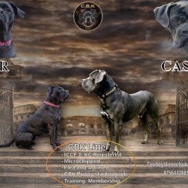 Cane Corso