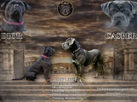 Cane Corso