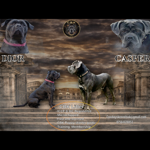 Cane Corso