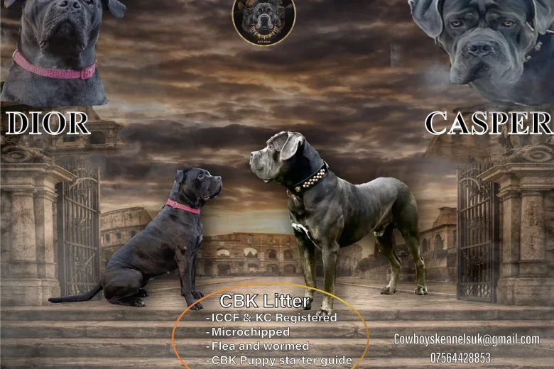 Cane Corso