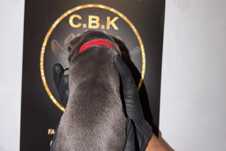 Cane Corso