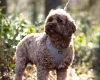 Cavapoo