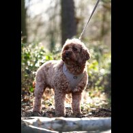 Cavapoo
