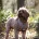 Cavapoo