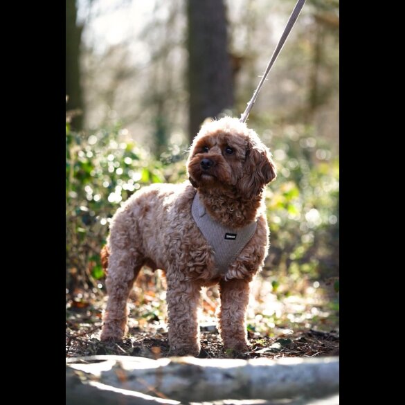 Cavapoo