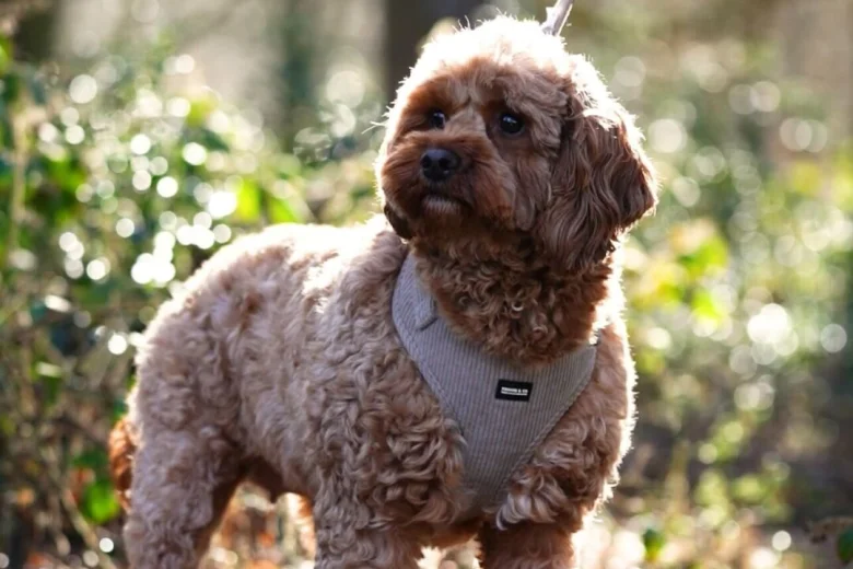 Cavapoo