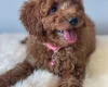 Cavapoo