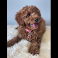 Cavapoo