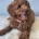Cavapoo