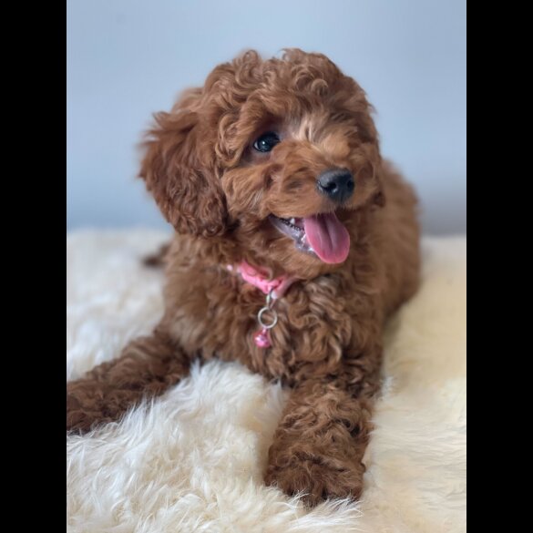 Cavapoo