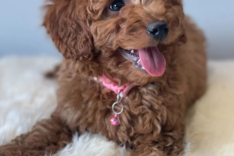 Cavapoo