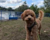 Cavapoo