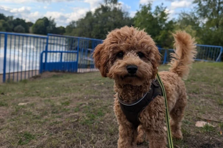 Cavapoo