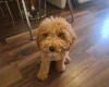 Cavapoo