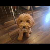 Cavapoo