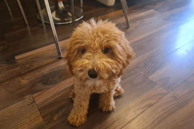 Cavapoo