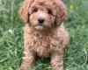 Cavapoo