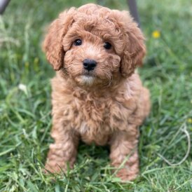 Cavapoo