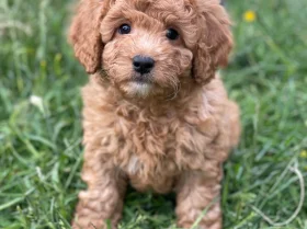 Cavapoo