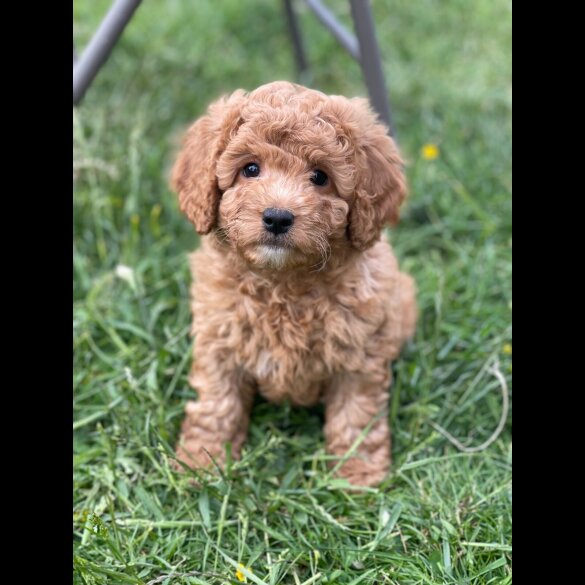 Cavapoo