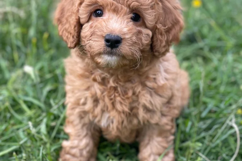 Cavapoo