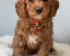 Cavapoo