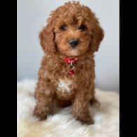 Cavapoo