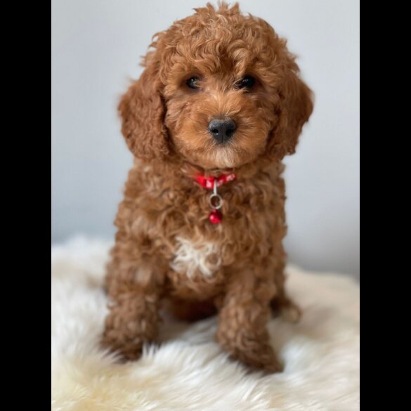 Cavapoo