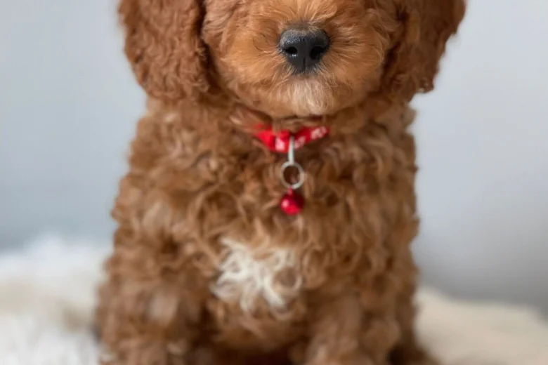 Cavapoo