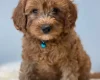 Cavapoo