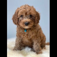Cavapoo