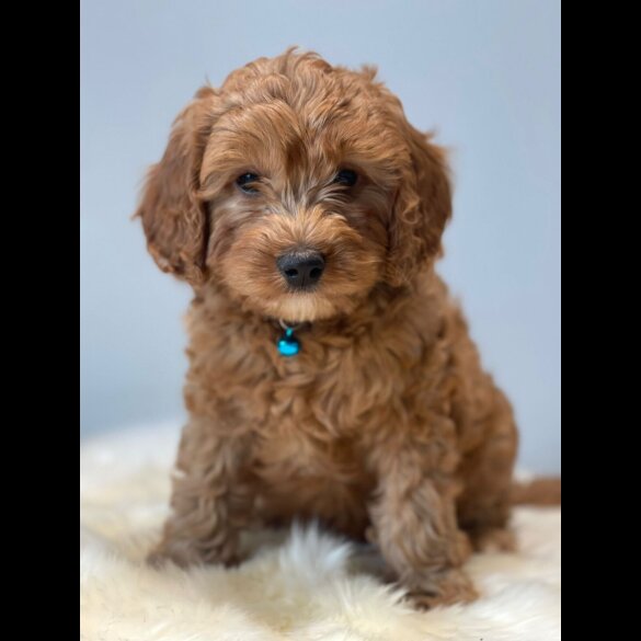 Cavapoo