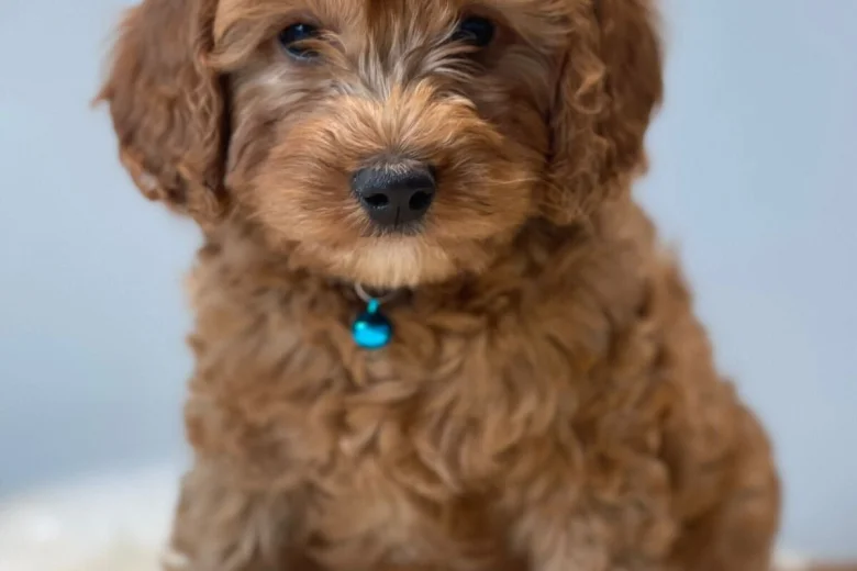 Cavapoo