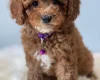 Cavapoo