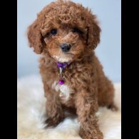 Cavapoo