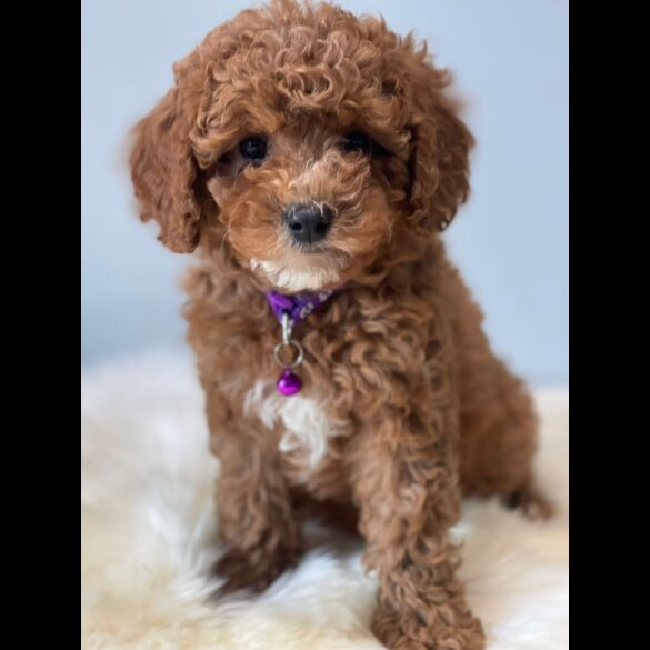 Cavapoo