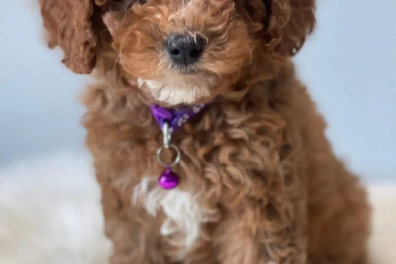 Cavapoo