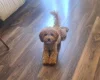 Cavapoo